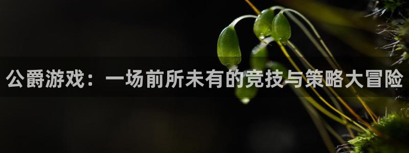 多彩联盟代理平台有哪些